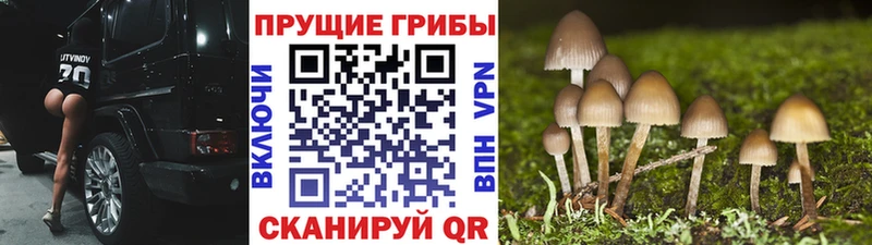 дарнет шоп  Слюдянка  Галлюциногенные грибы GOLDEN TEACHER 